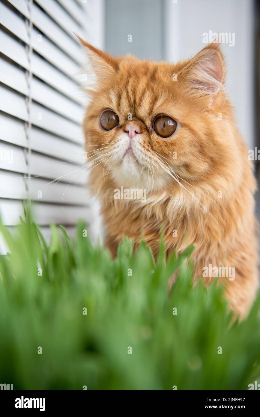 Cat is eating fresh green grass. Cat grass, pet grass. Natural hairball