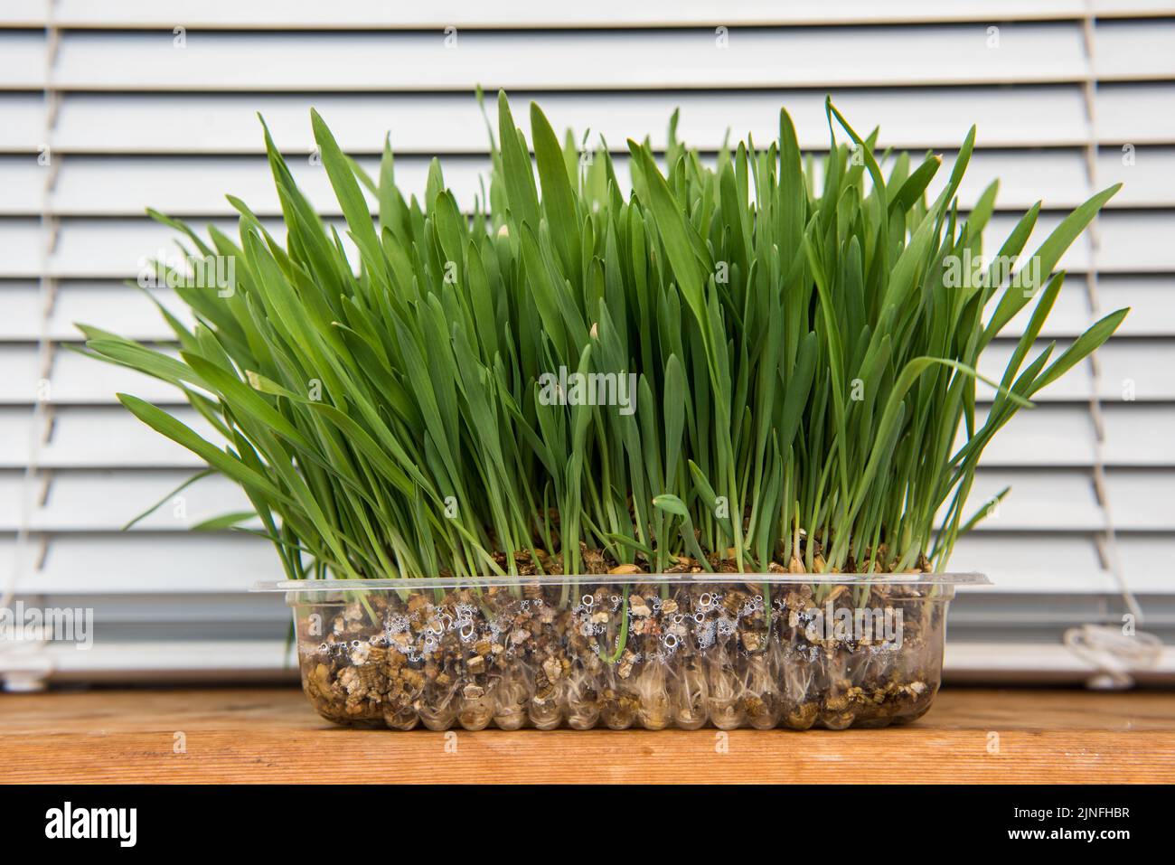 Cat eating grass pot hires stock photography and images Alamy