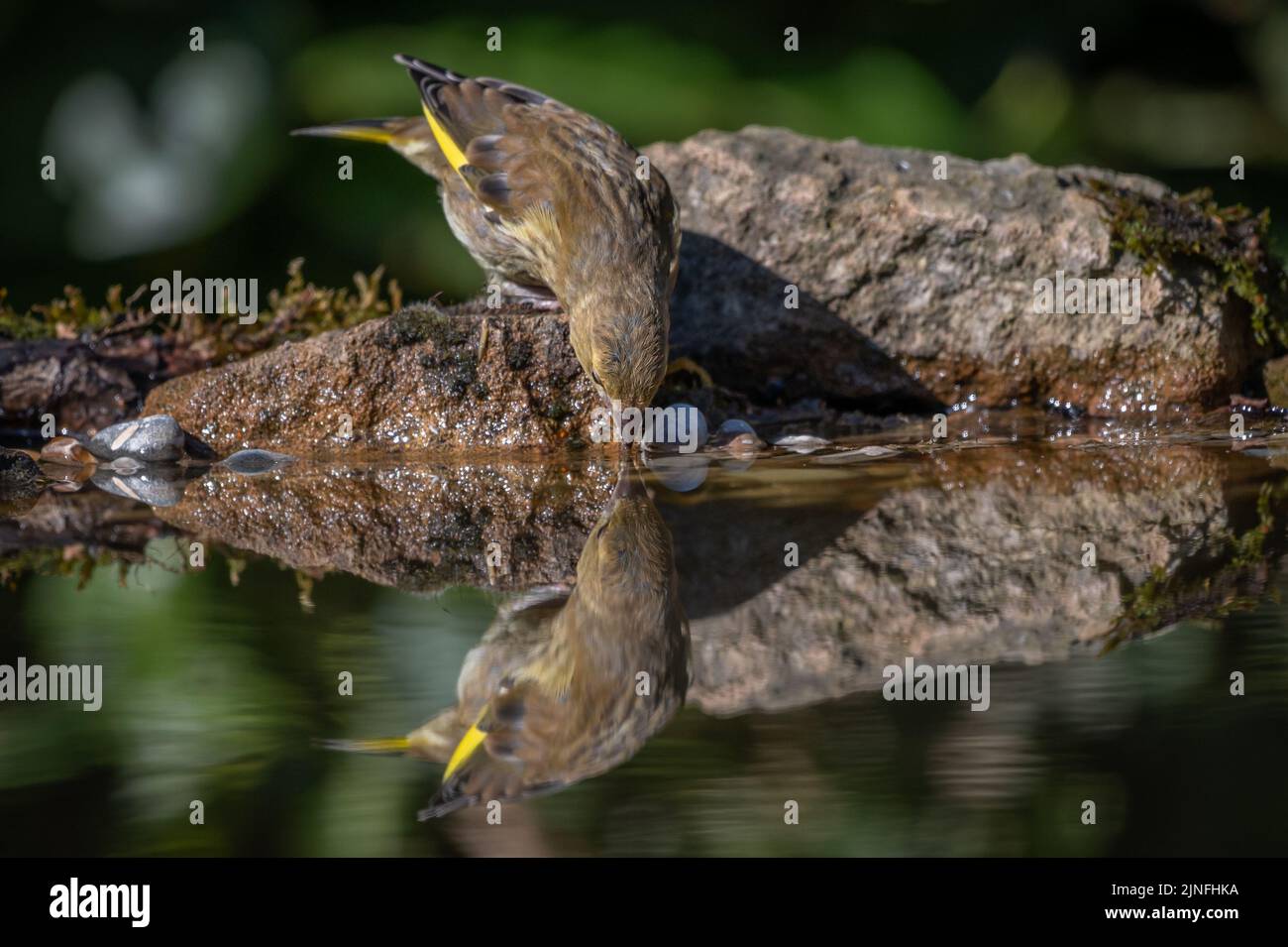 Young fledgling Goldfinch bird drinking from a pool with reflection ...