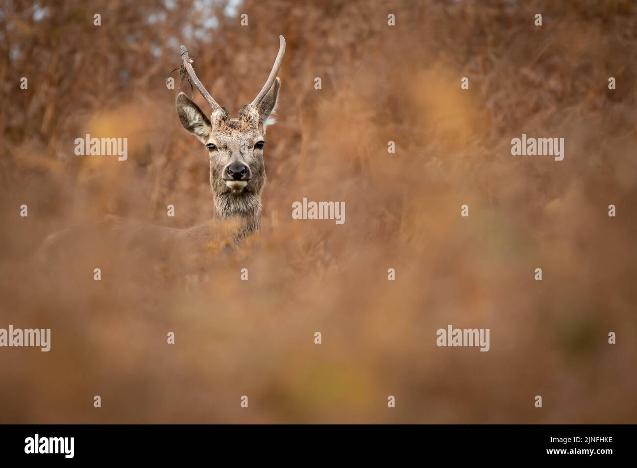 Young Red Deer Stag facing the camera looking through bracken Stock Photo