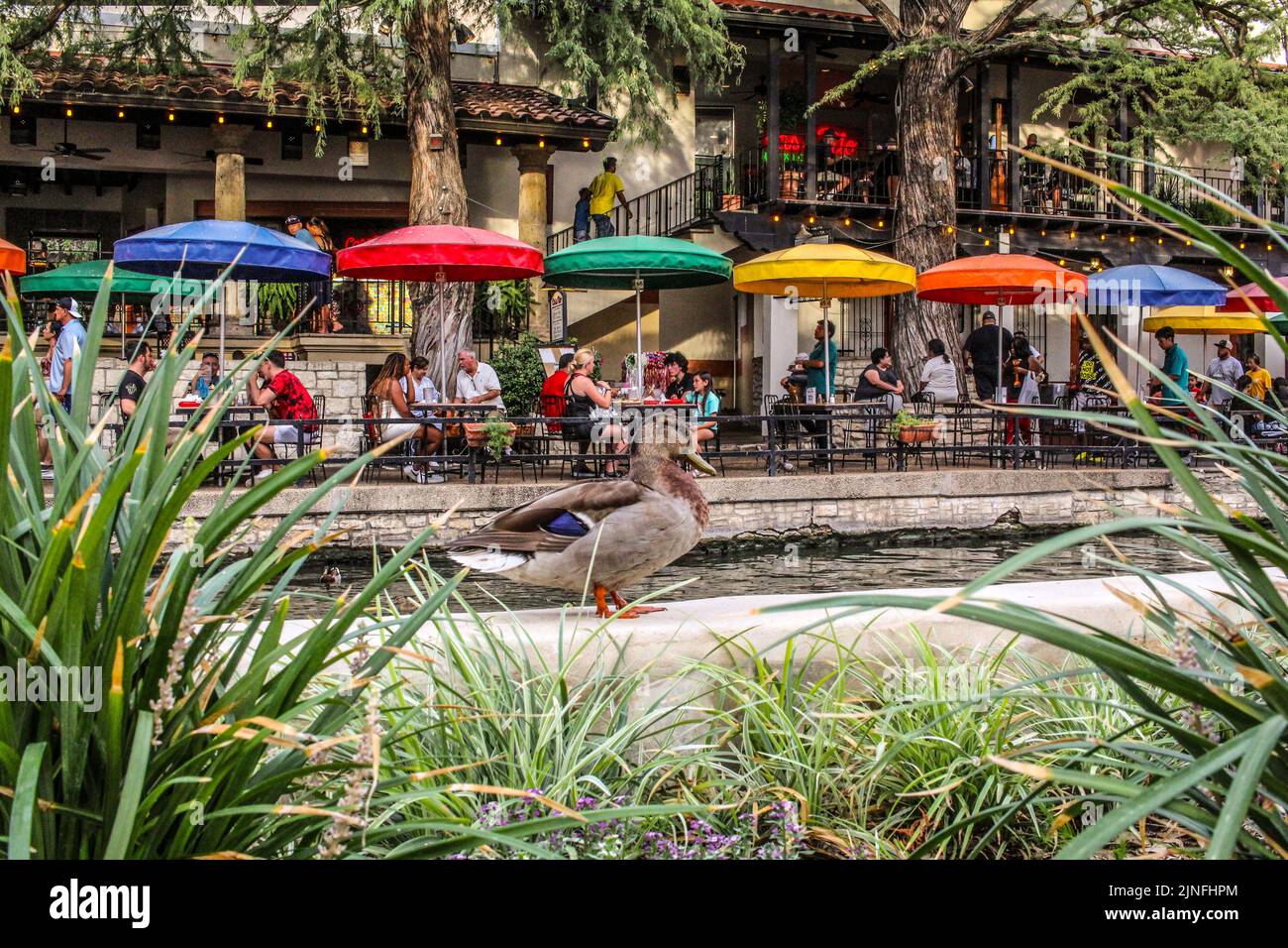 A duck walking along the San Antonio Texas Riverwalk Stock Photo