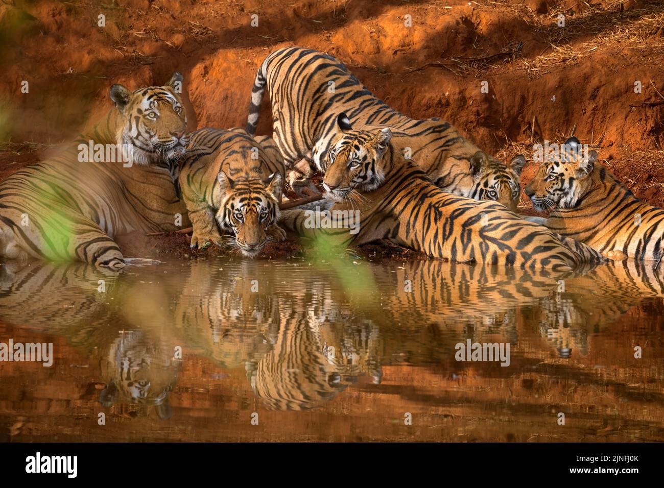 An adult male and his subadult cubs at a waterhole in Bandhavgarh National Park, Madhya Pradesh Stock Photo