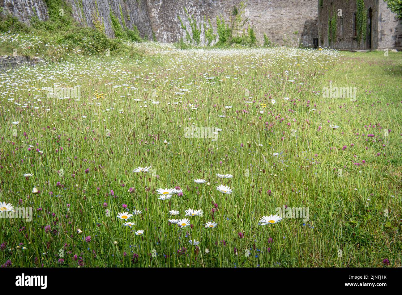 Flower meadow growing inside an exercise area of Cork City Gaol, Cork, Ireland Stock Photo