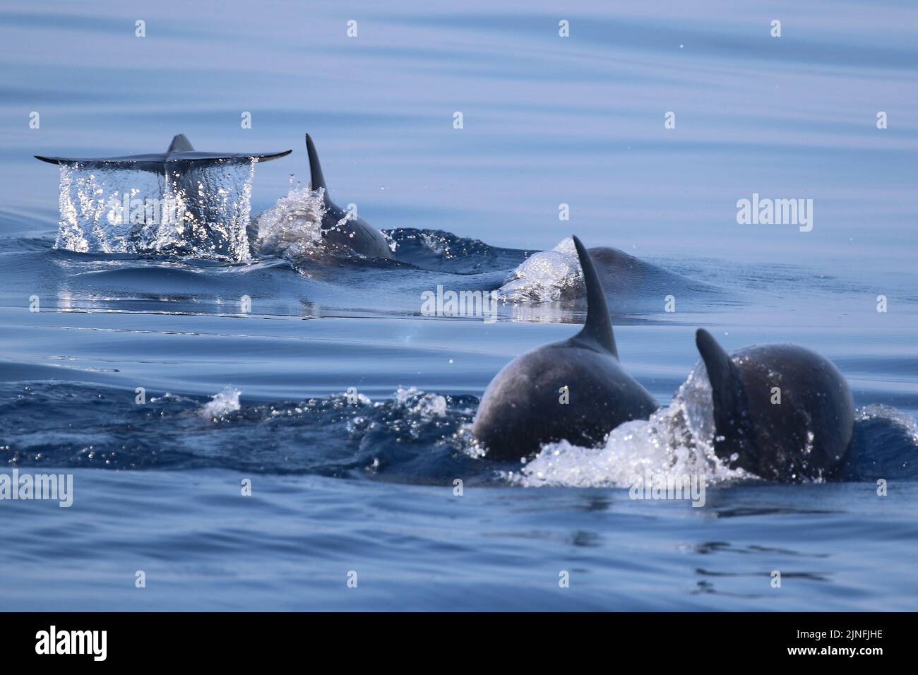 Dolphin watching near Taranto, Italy Stock Photo