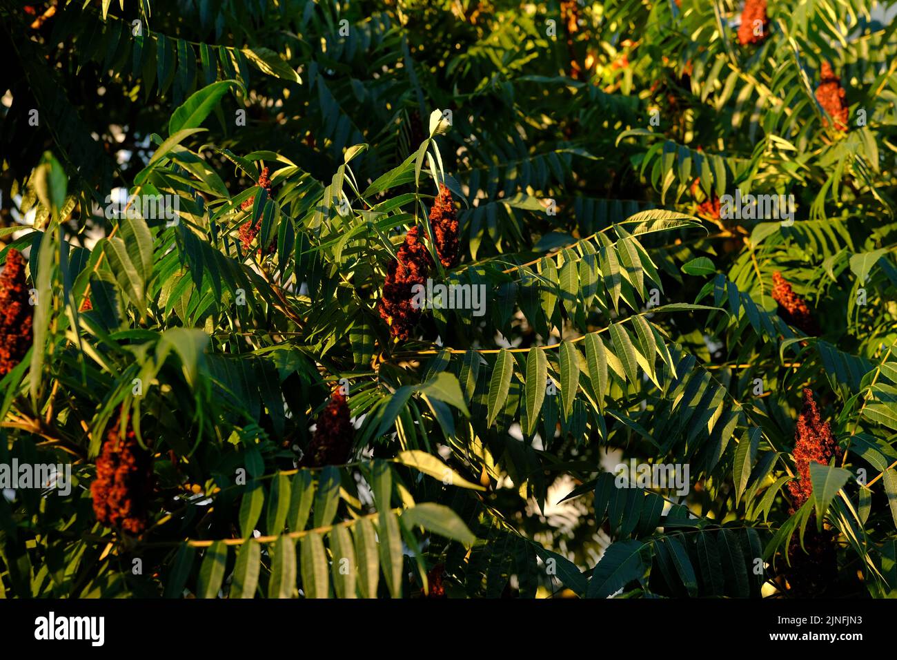 Staghorn sumac blossom hires stock photography and images Alamy