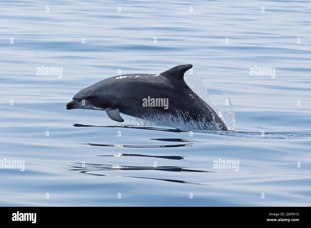 Dolphin watching near Taranto, Italy Stock Photo