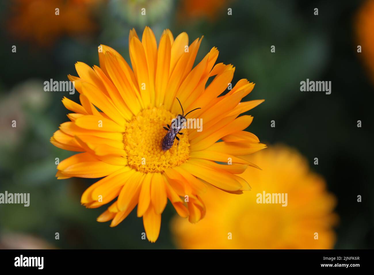 A closeup shot of a honeybee on the yellow pot marigold Stock Photo