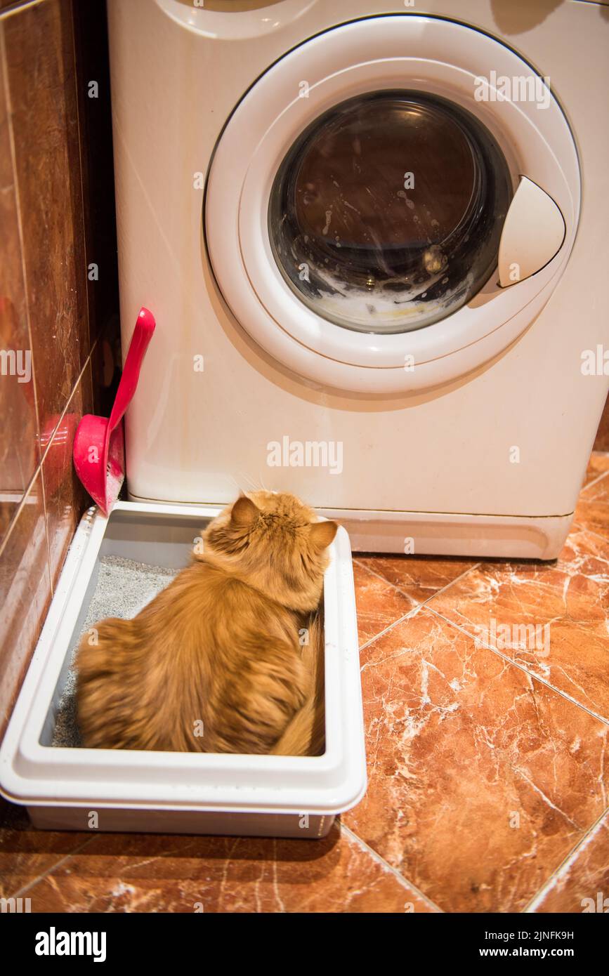 Red cat sitting peeing cat on cat litter box. Toilet with Clumping a