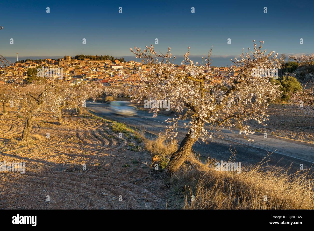 Sunrise over fields of almond trees blooming around the town of Arbeca (Les Garrigues, Lleida, Catalonia, Spain)  ESP: Amanecer en almendros de Arbeca Stock Photo