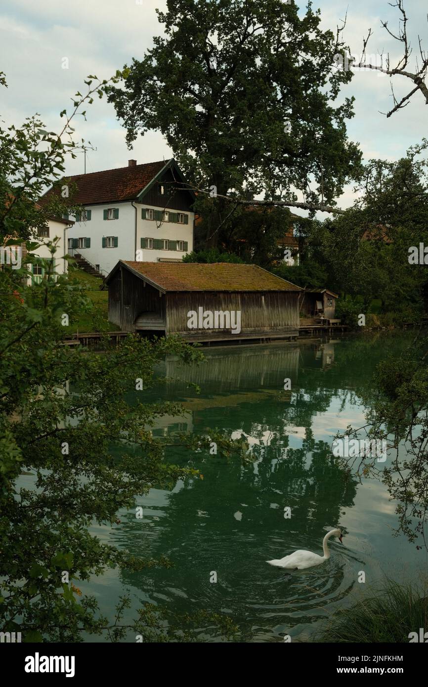 A beautiful white swam swimming gracefully in the Mangfall river in Germany with old houses around it Stock Photo