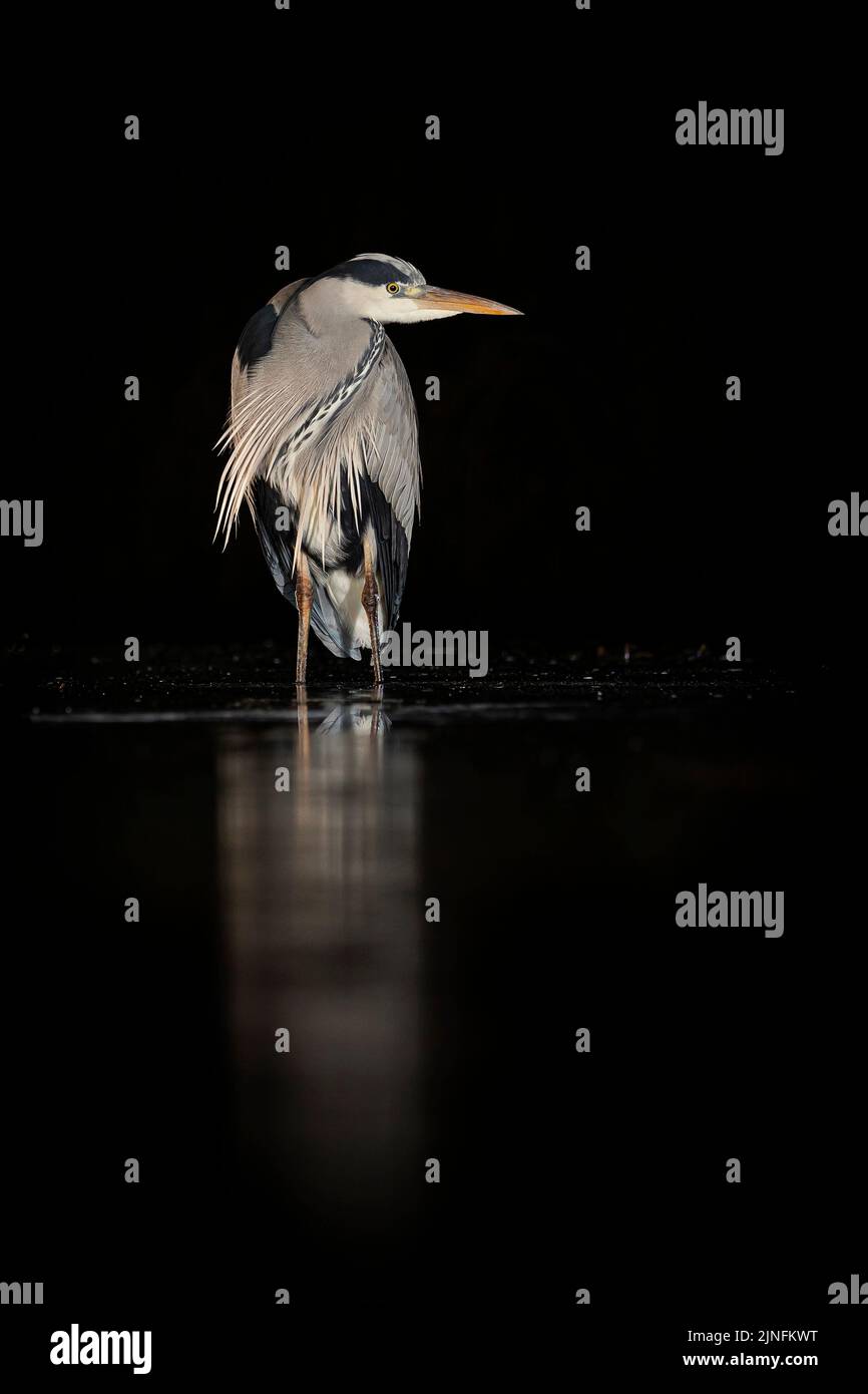 Grey Heron At Night Stock Photo