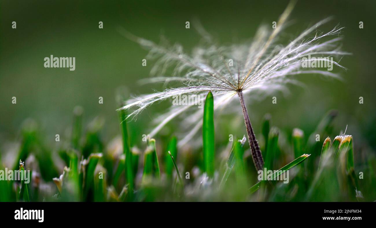 Dandylion seed in a yard or field green grass growing weeds Stock Photo
