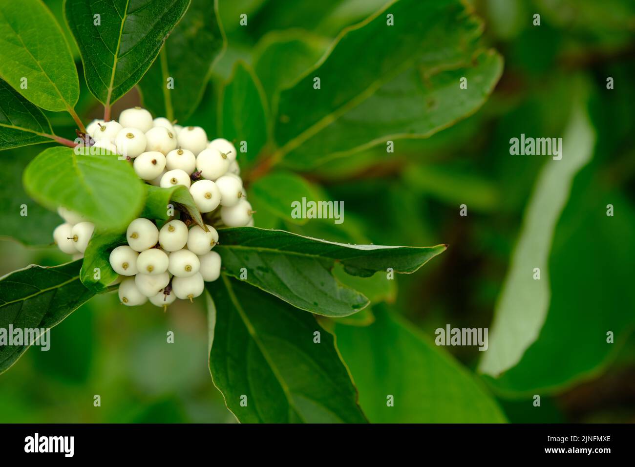 White berries of Cornus Alba Sibirica with selective blur. Stock Photo