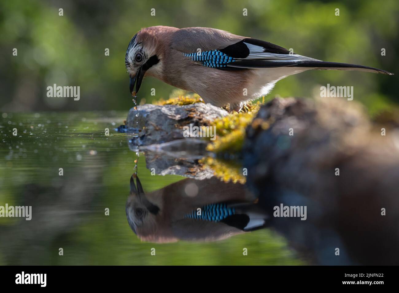 Jay bird with reflection in a pond of water facing downwards Stock ...