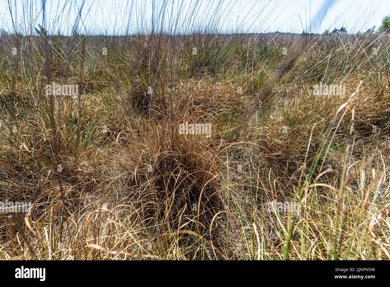 Kalmthout, Belgium. 11th Aug, 2022. Dried out purple moor-grass (Molinia caerulea) is seen at the Kalmthoutse Heide nature reserve in Kalmthout on Thursday 11 August 2022. BELGA PHOTO JONAS ROOSENS Credit: Belga News Agency/Alamy Live News Stock Photo