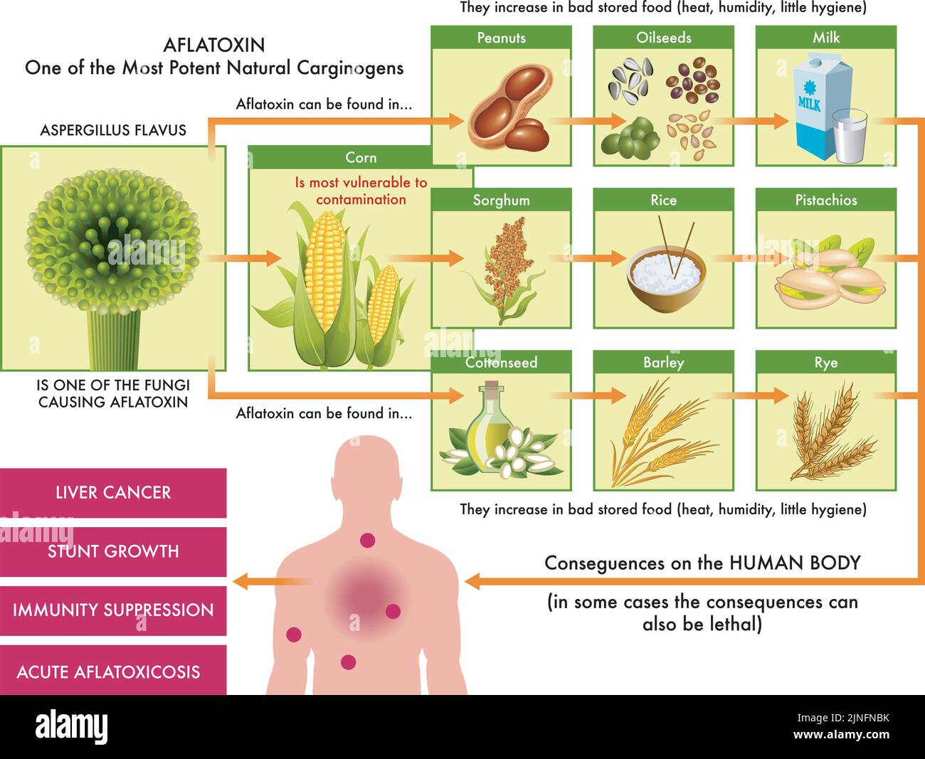 Medical diagram of the main foods that can be contaminated with aflatoxin, one of the most potent carcinogens found in nature, and the possible conseq Stock Vector