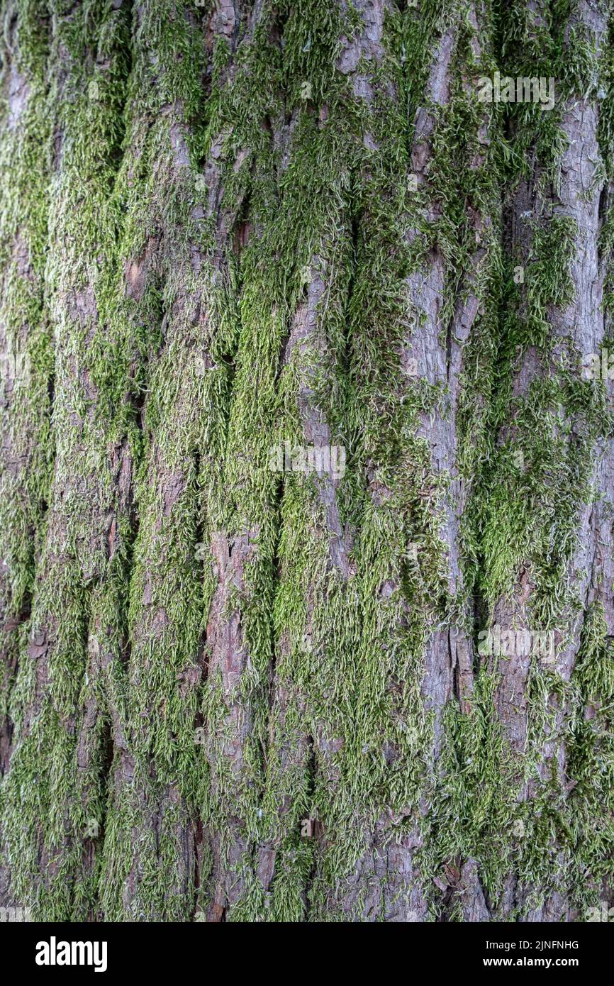 Moss growing on the bark of tree Stock Photo
