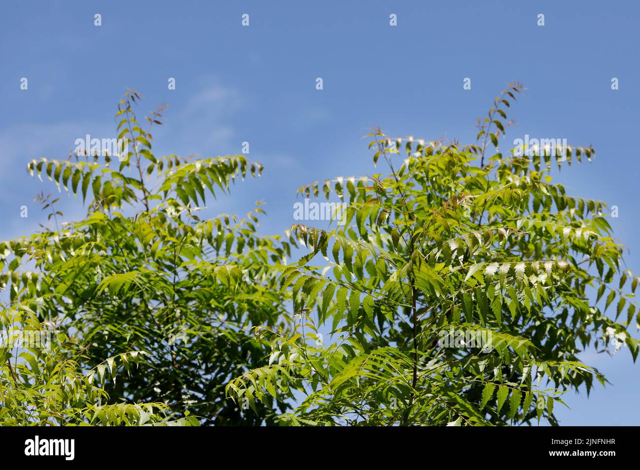 Dhaka, Bangladesh - August 11, 2022: Azadirachta indica, commonly known as neem tree or Indian lilac, is a tree in the mahogany family Meliaceae, Dhak Stock Photo