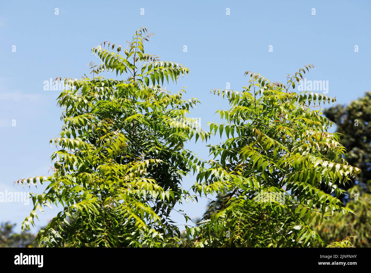 Dhaka, Bangladesh - August 11, 2022: Azadirachta indica, commonly known as neem tree or Indian lilac, is a tree in the mahogany family Meliaceae, Dhak Stock Photo