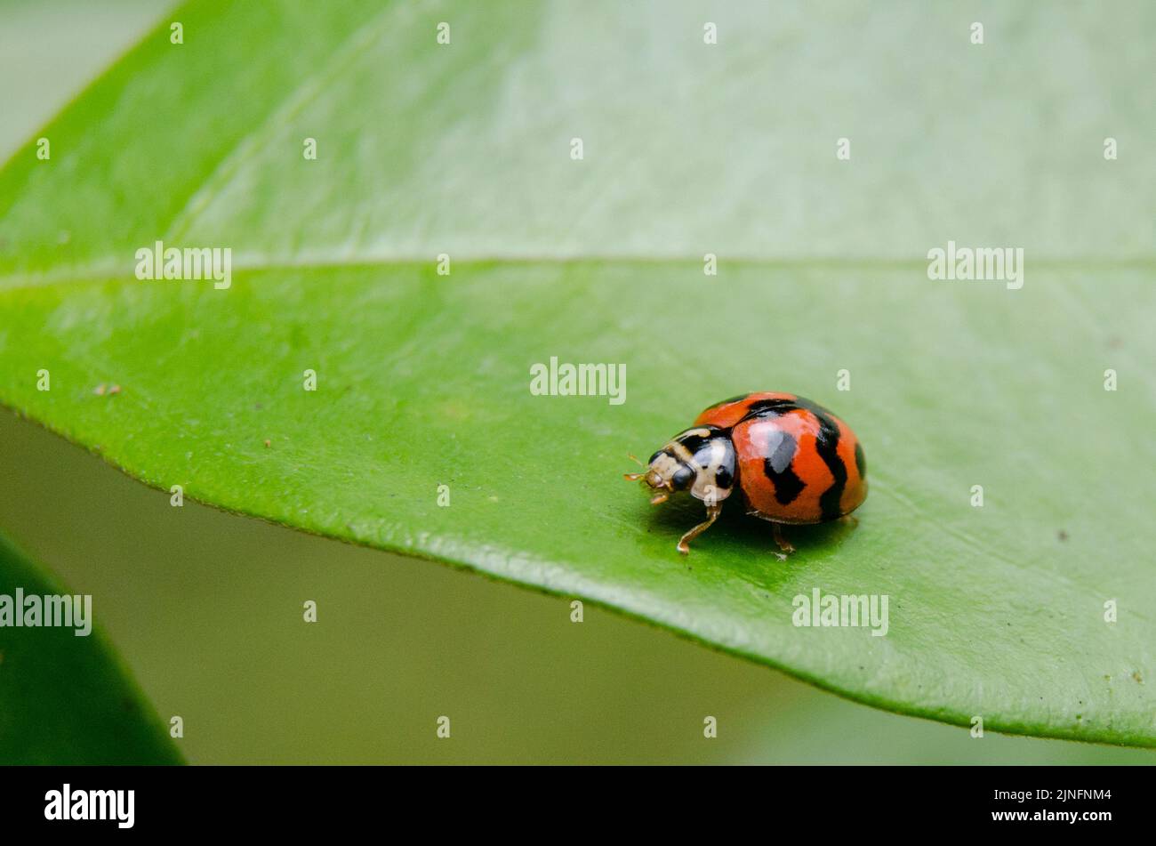 A closeup of a transverse ladybird on a green leaf Stock Photo