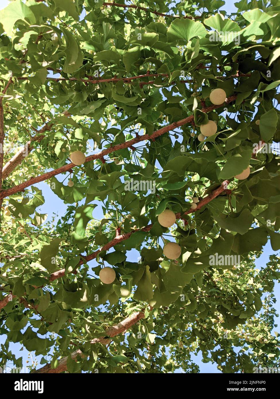 Fruits of ginkgo biloba on a tree Stock Photo Alamy