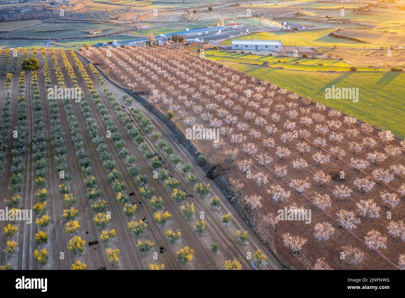 Aerial view of the fields of almond trees blooming around the town of Arbeca (Les Garrigues, Lleida, Catalonia, Spain)  ESP: Vista aérea de almendros Stock Photo