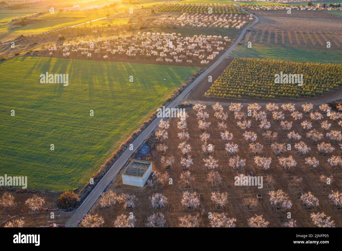 Aerial view of the fields of almond trees blooming around the town of Arbeca (Les Garrigues, Lleida, Catalonia, Spain)  ESP: Vista aérea de almendros Stock Photo