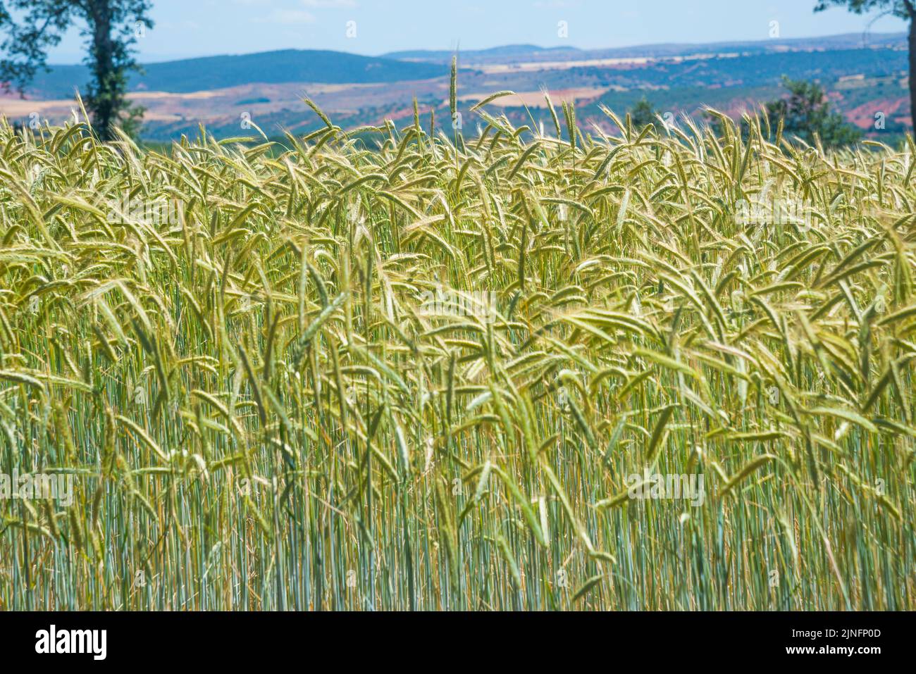 Cultivos cultivos trigo cereal hi-res stock photography and images - Alamy