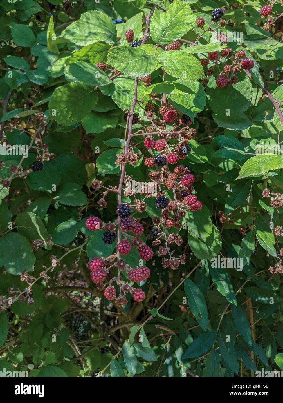Under Ripe Blackerry Blackberry bush unripe berries hi-res stock photography and images - Alamy