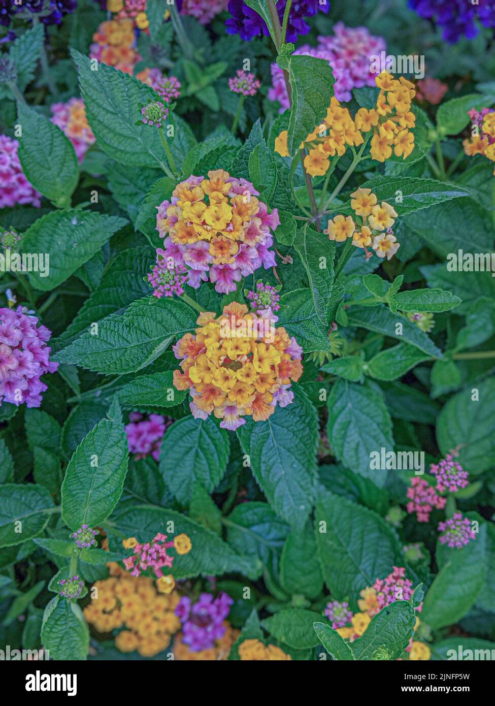 Beautiful flowerbed with pink and yellow tiny flowers and green lush foliage Stock Photo