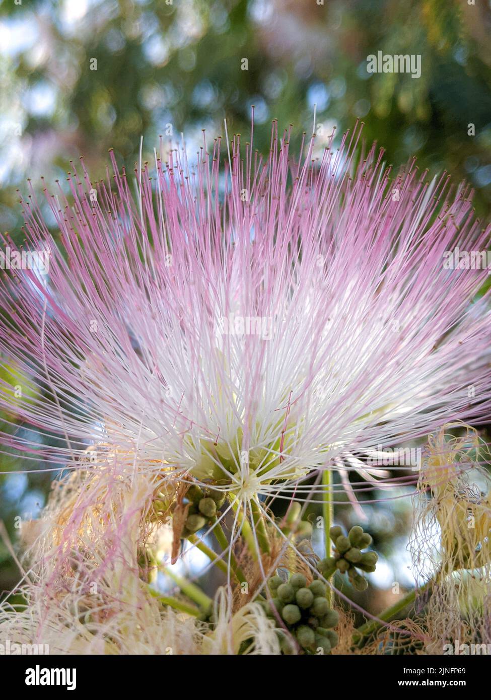 Fluffy flower heads of Albizia julibrissin or pink silk tree Stock Photo