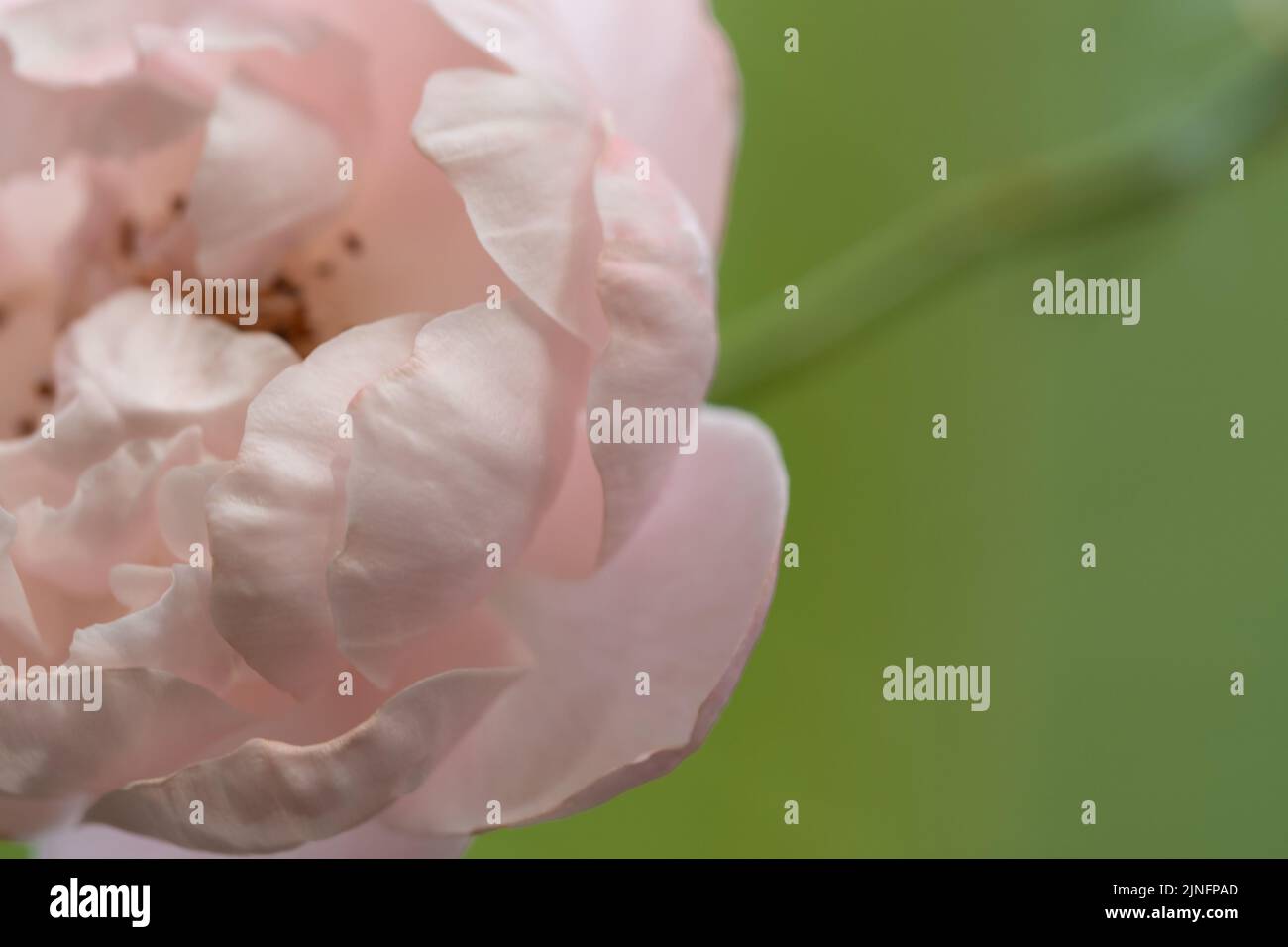 Closeup delicate Plume rose petals as nature background Stock Photo