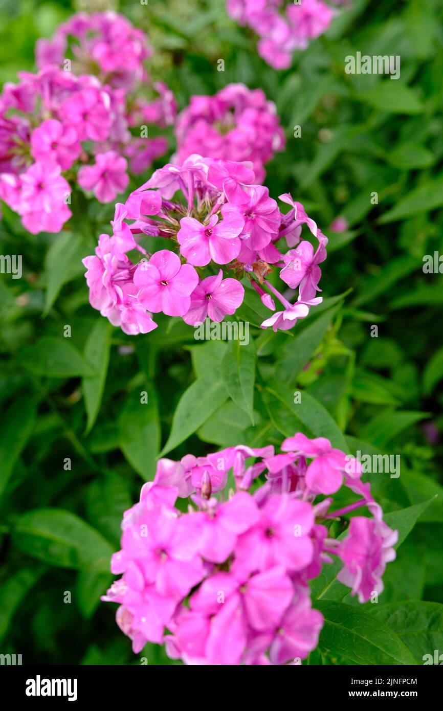 Bush of blooming Phlox Paniculata Pink Flame flowers in the garden on a sunny day Stock Photo