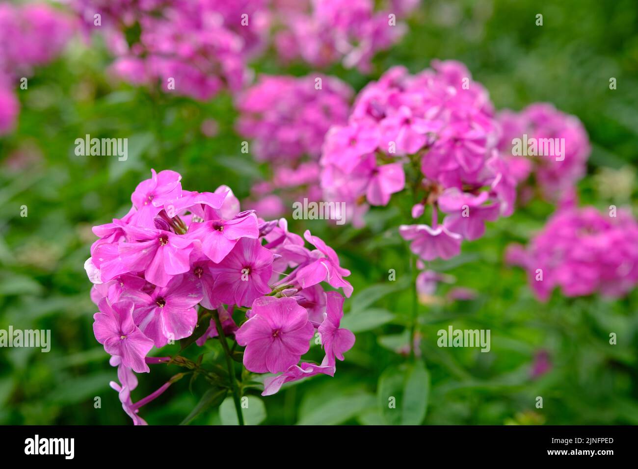 Bush of blooming Phlox Paniculata Pink Flame flowers in the garden on a sunny day Stock Photo
