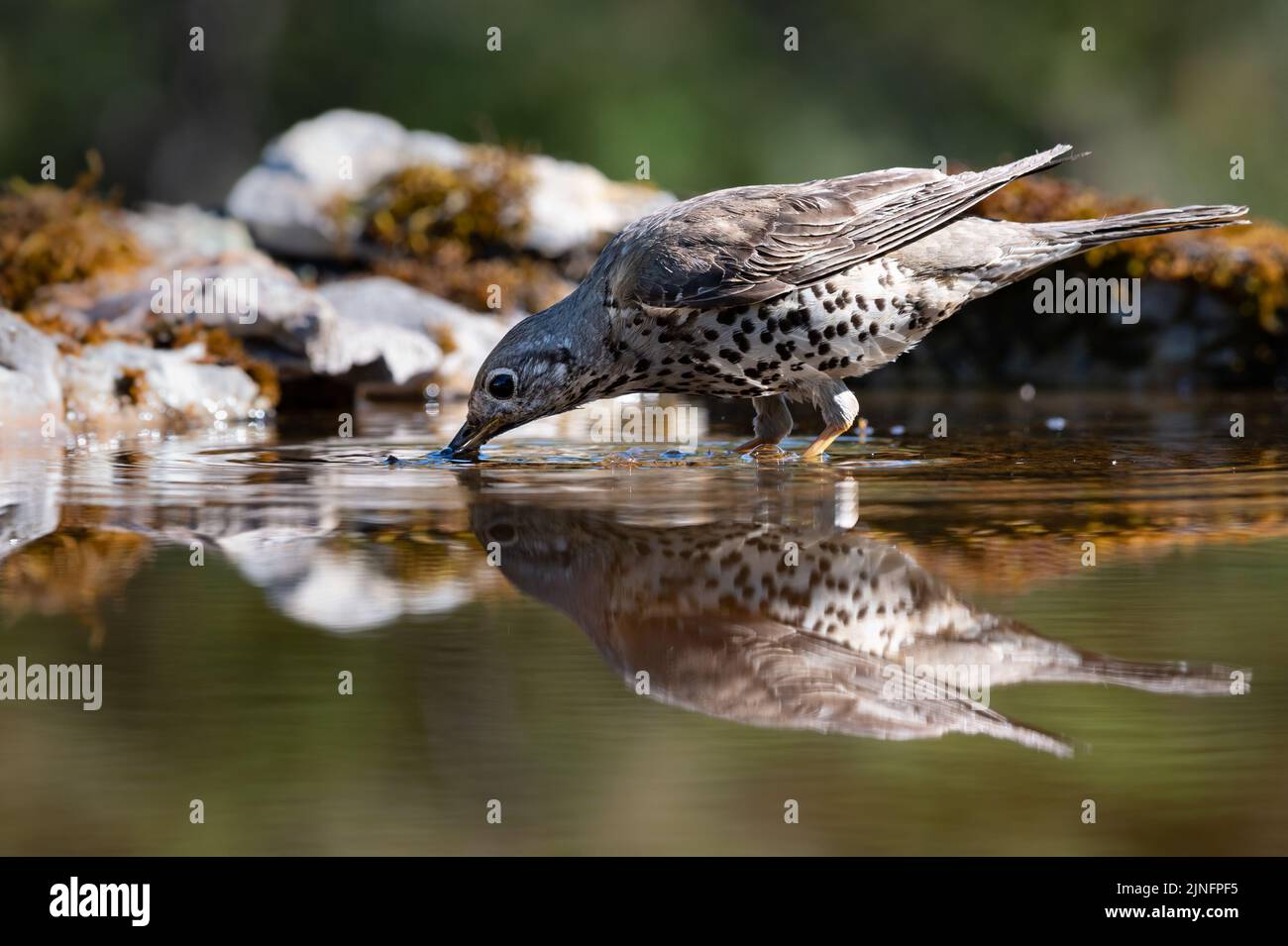 Mistle Thrush drinking water from a pool with a perfect reflection