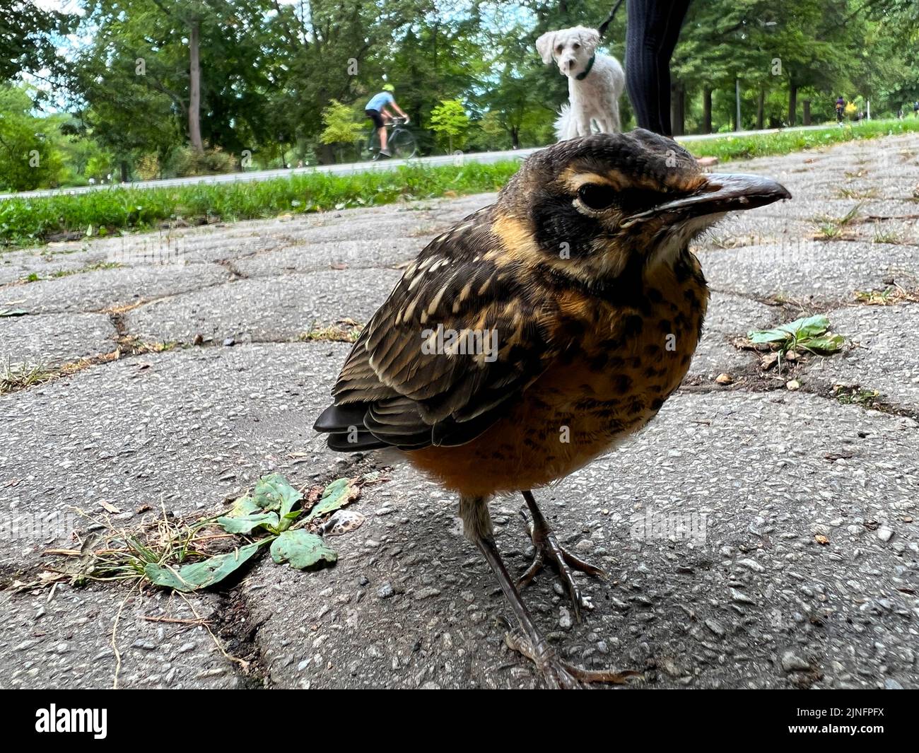 Baby Robin being checked out buy a dog in the background. Prospect Park, Brooklyn, New York. Stock Photo