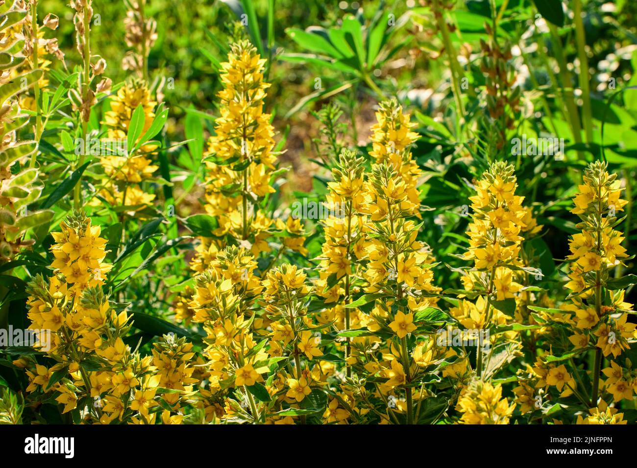 Lysimachia punctata Alexander or Yellow Loosestrife blooms in flower bed in countryside. Stock Photo