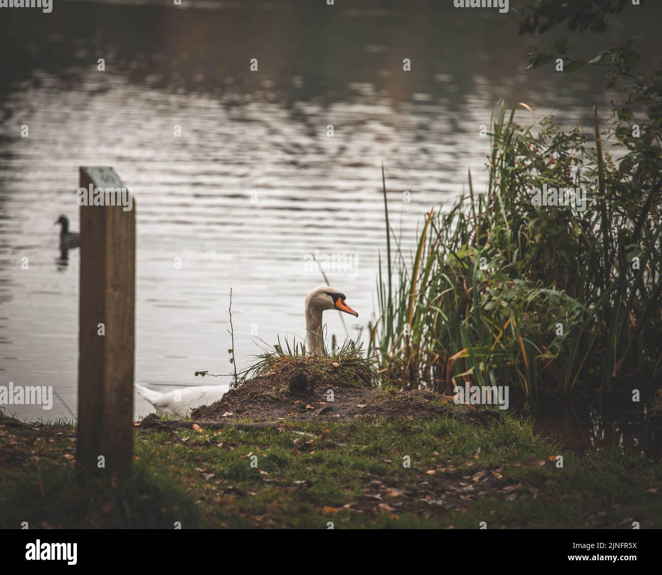 A view of a beautiful swan swimming in the pond near plants Stock Photo ...