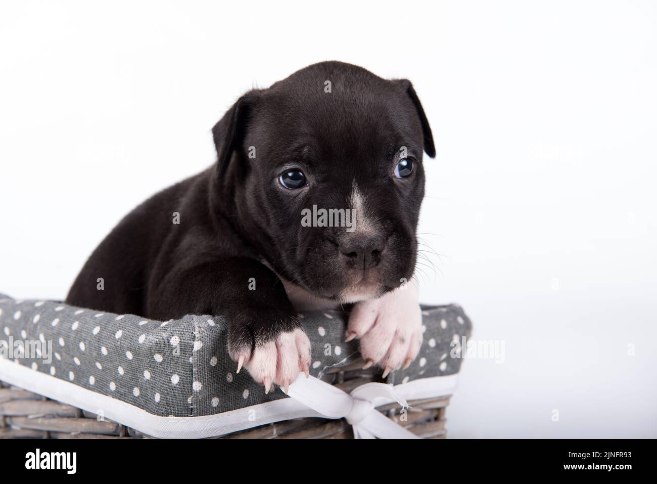 Black and white American Staffordshire Terrier dog or AmStaff puppy on white background Stock Photo