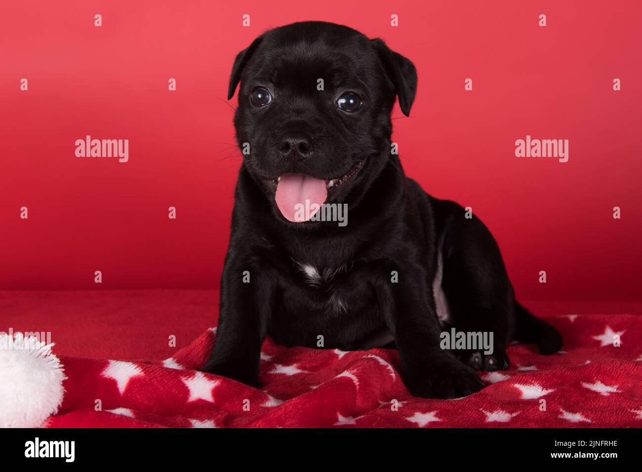 Black female American Staffordshire Bull Terrier dog or AmStaff puppy on red background Stock Photo