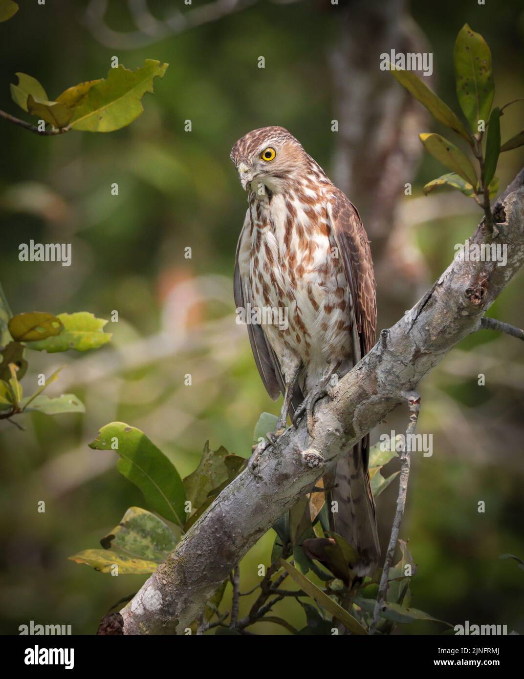 The shikra is a small bird of prey in the family Accipitridae found ...