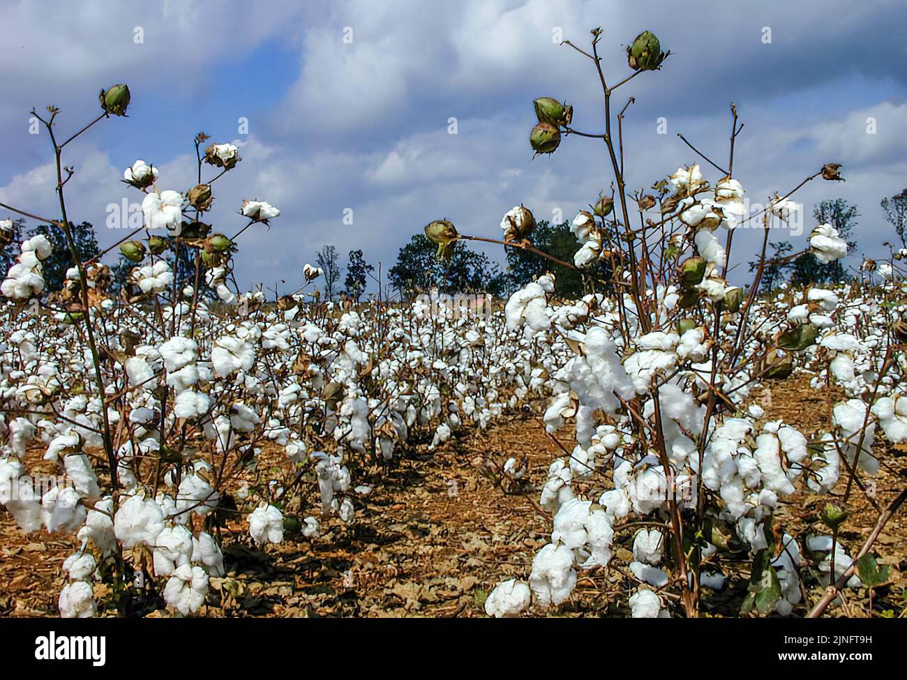 Cotton crop harvesting season in the Punjab Stock Photo Alamy