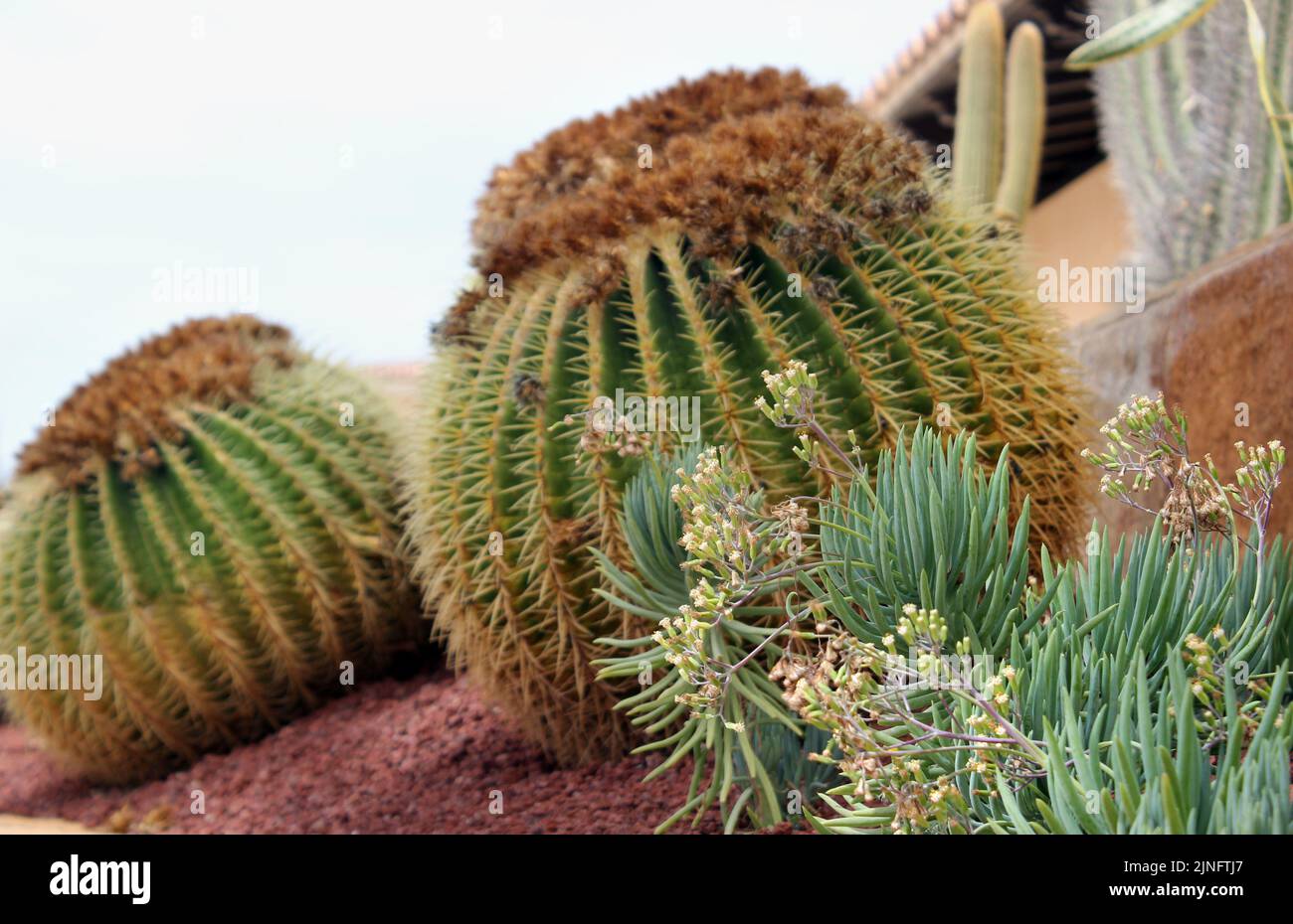 Echinocactus grusonii giant Canary Island mother-in-law cushions cacti Stock Photo