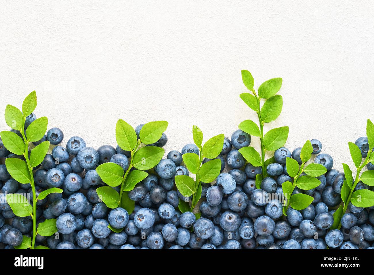 Fresh blueberries with leaves on white concrete background with copy space for text. Summer concept. Flat lay Stock Photo
