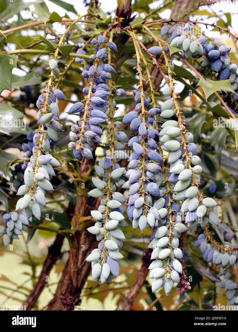 Mahonia x Charity (Oregon grape) grape like clusters of deep purple