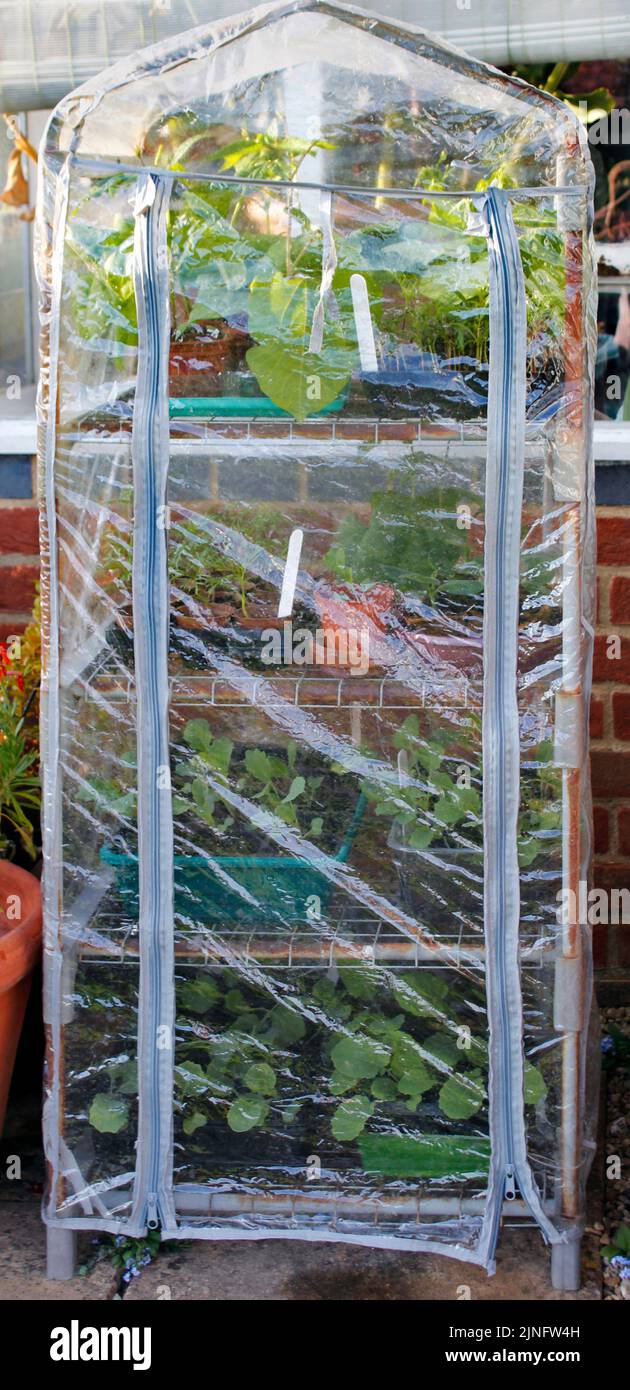 Mini greenhouse protection for plants and seedlings in early spring Stock Photo