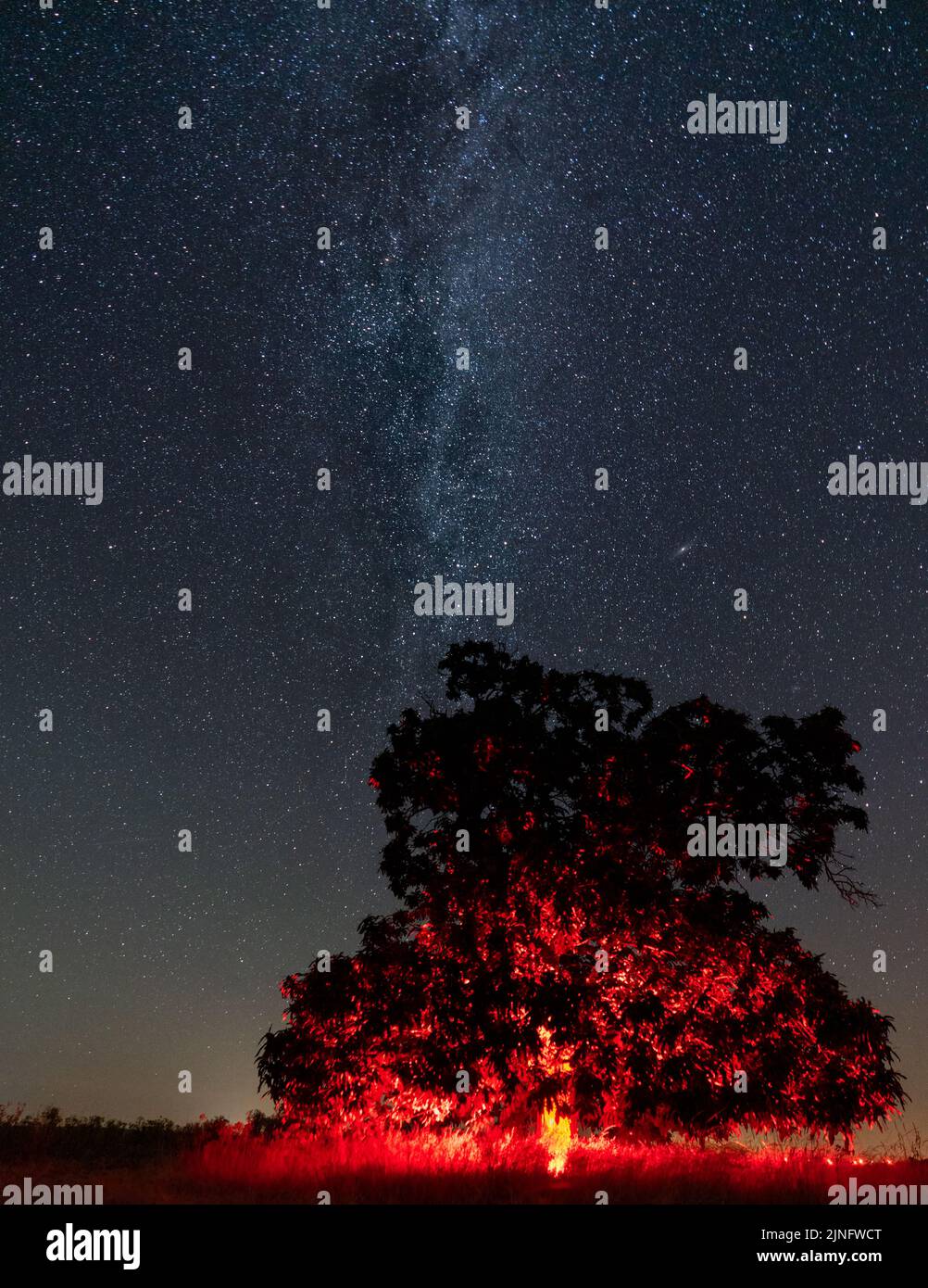 Dark red chestnut tree under the milky way Stock Photo - Alamy
