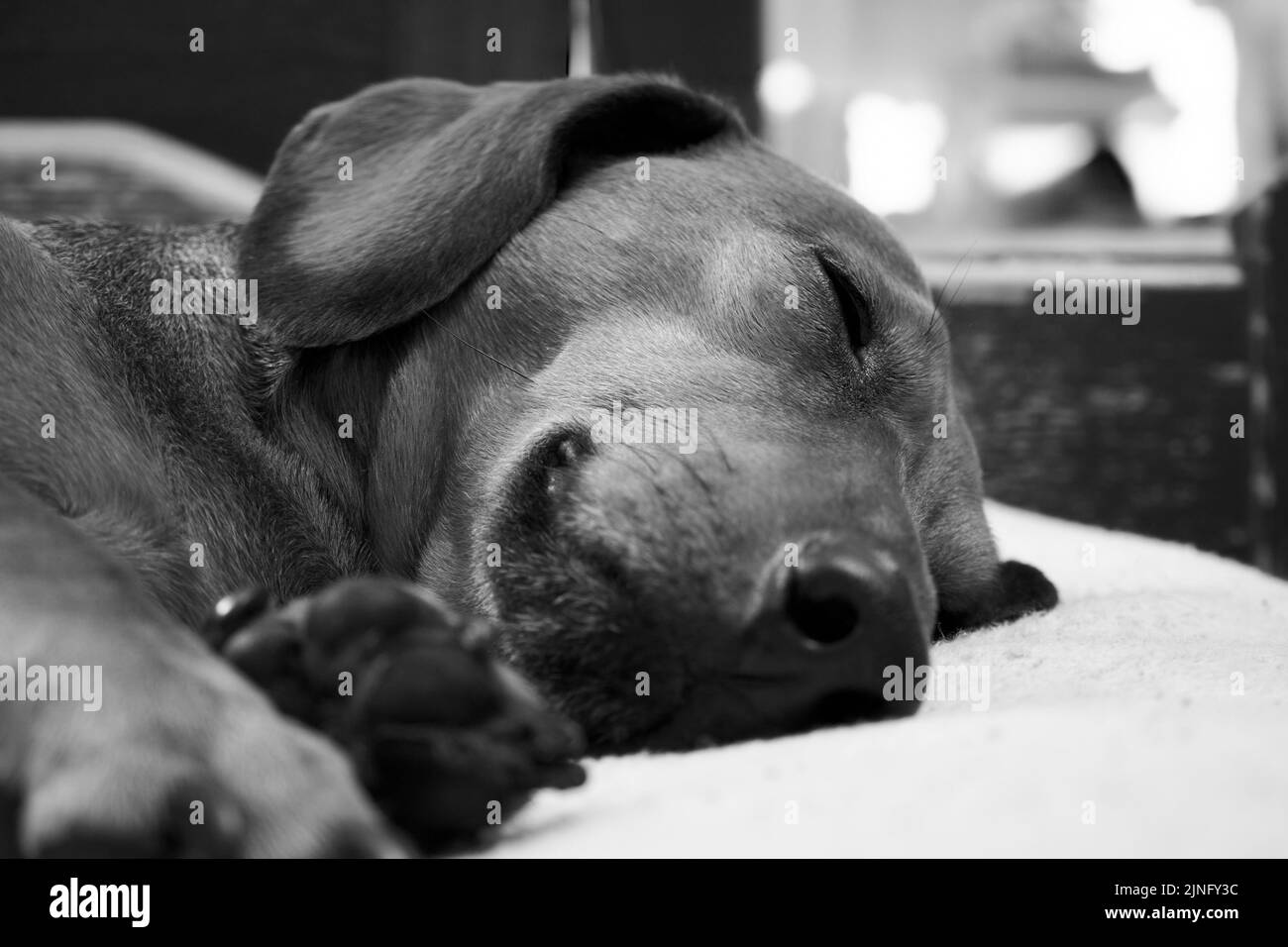 Black and white portrait of a sleeping dog. Muzzle of a dog sleeping on