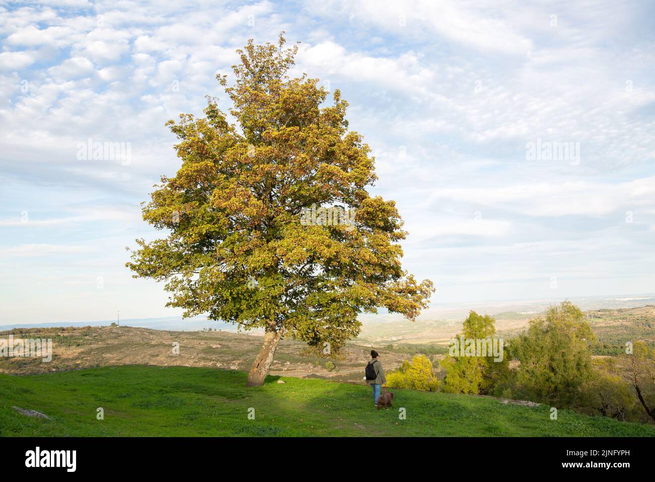 Tree with Woman and Dog, Trancoso, Portugal Stock Photo