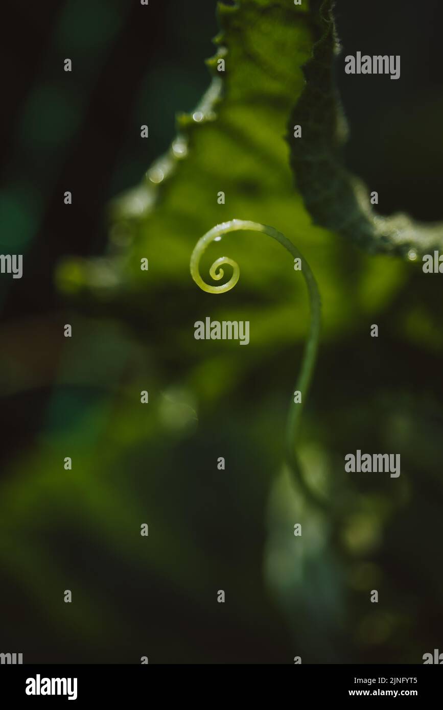 A young sprout of a cucumber vine with a mustache, a beautiful spiral along the golden ratio. Stock Photo